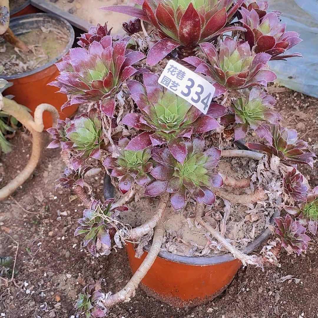 334 号一物一拍多肉植物