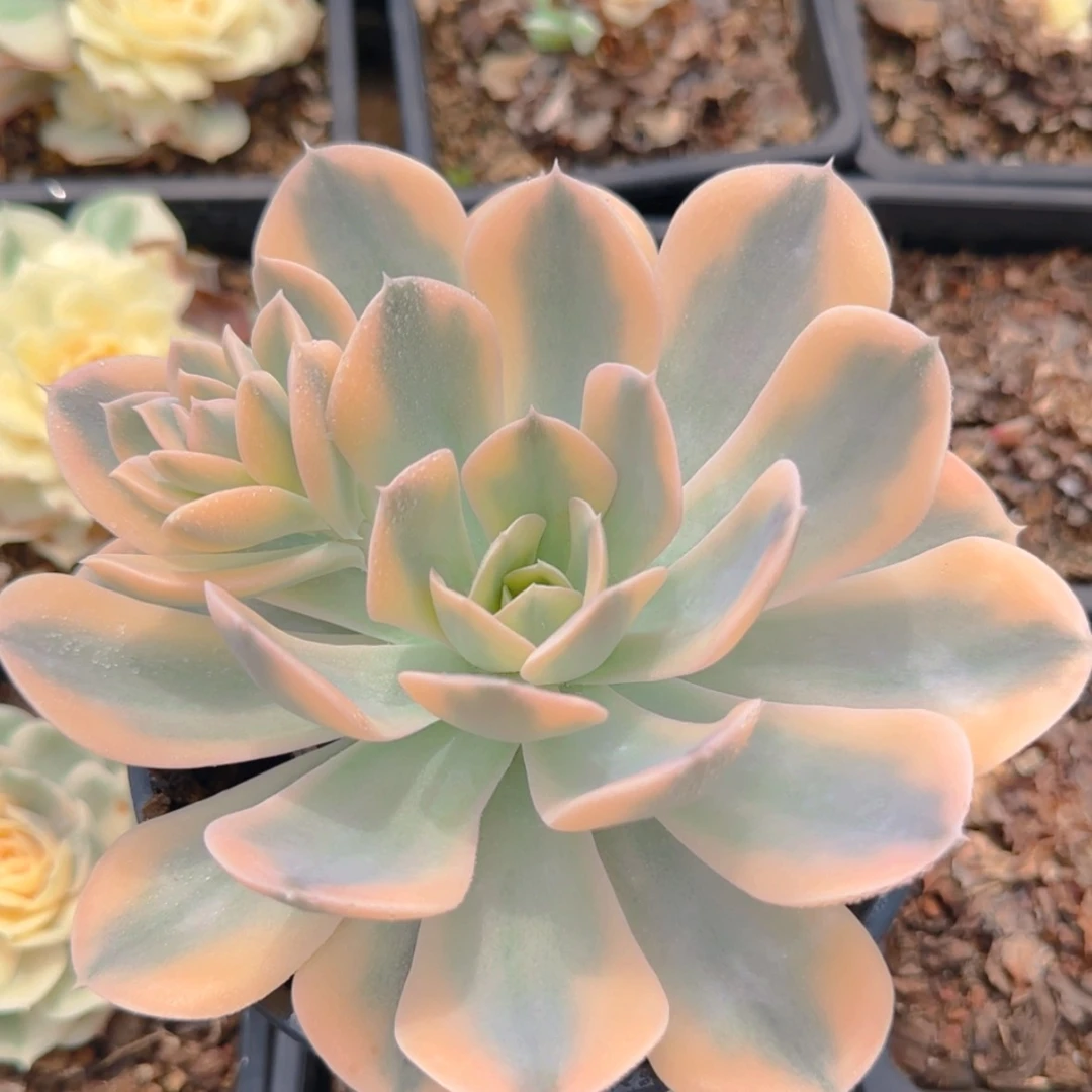 【闪购商品】鲁士锦