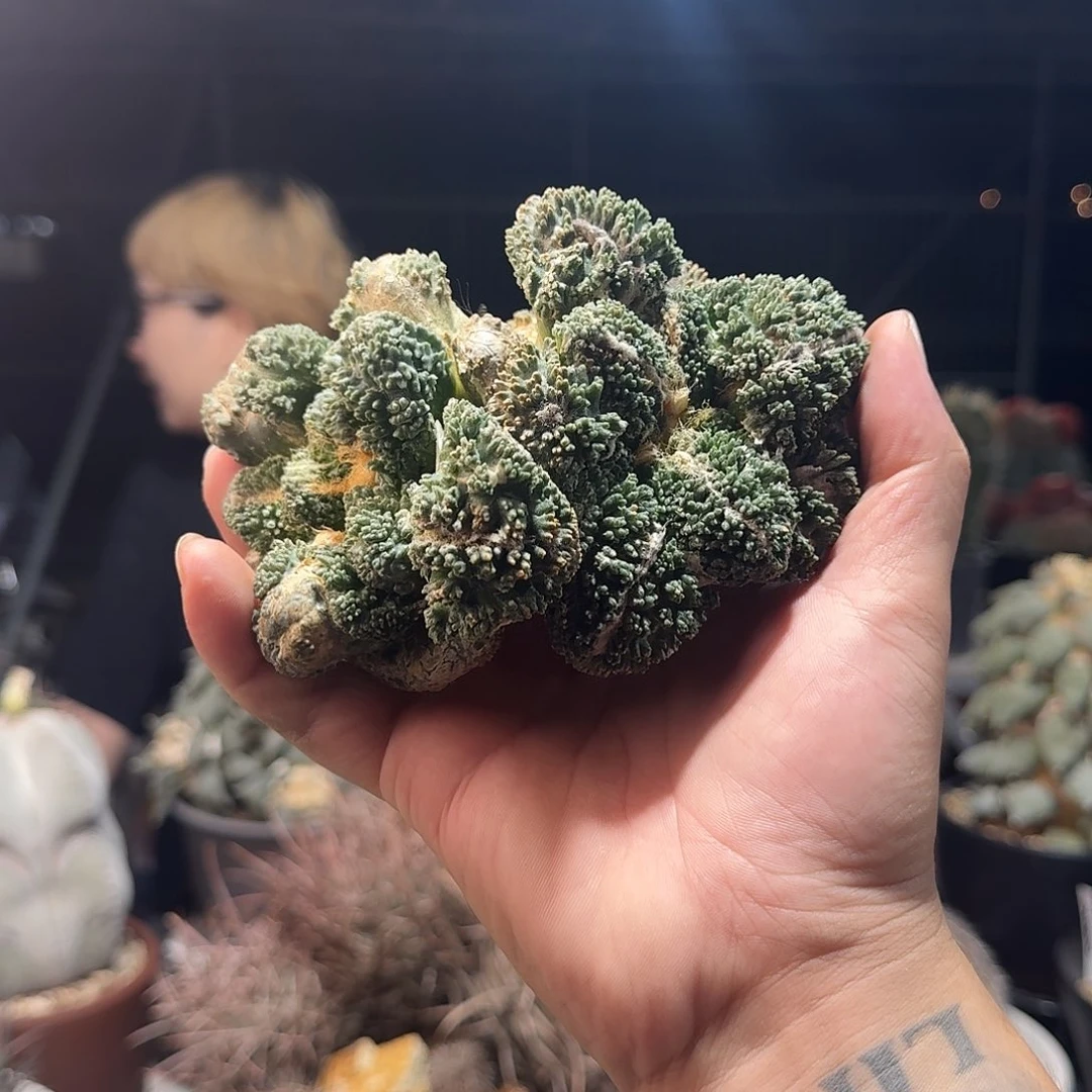福利哥斯拉牡丹50，暂未开根