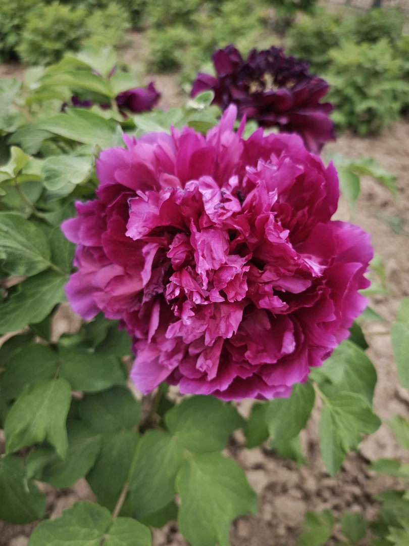 紫红色（百园红霞）国产牡丹花五年苗6-8枝条