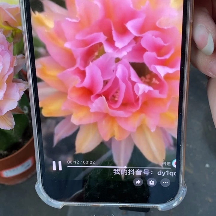 香香卷花侧芽3.5-4公分左右