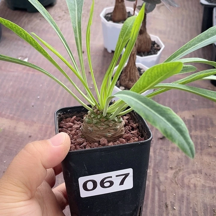 067铁甲丸菠萝球，