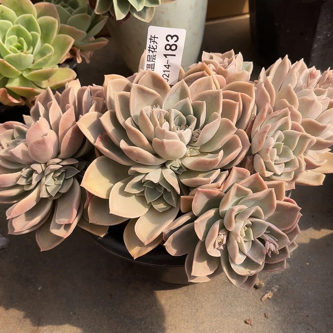 瑞*同温层多肉哈利183