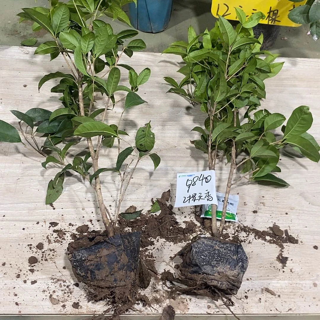 完全开放一物一拍的桂花