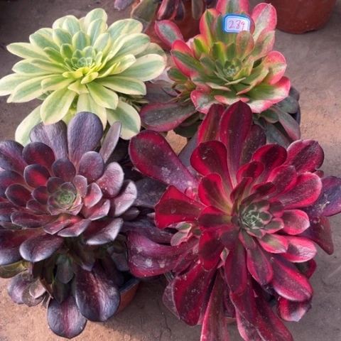 289多肉植物组合