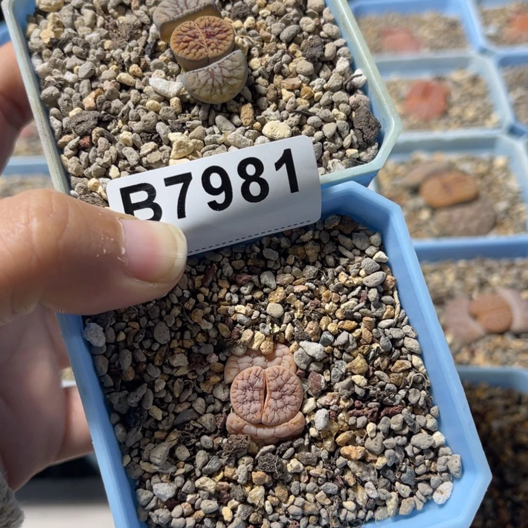 多***米7931，7981线招福1荒1