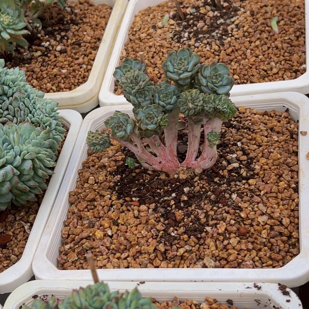 小****天天开心 珍妮缀化