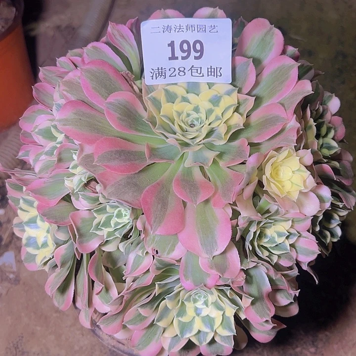 199白凤多肉植物老桩