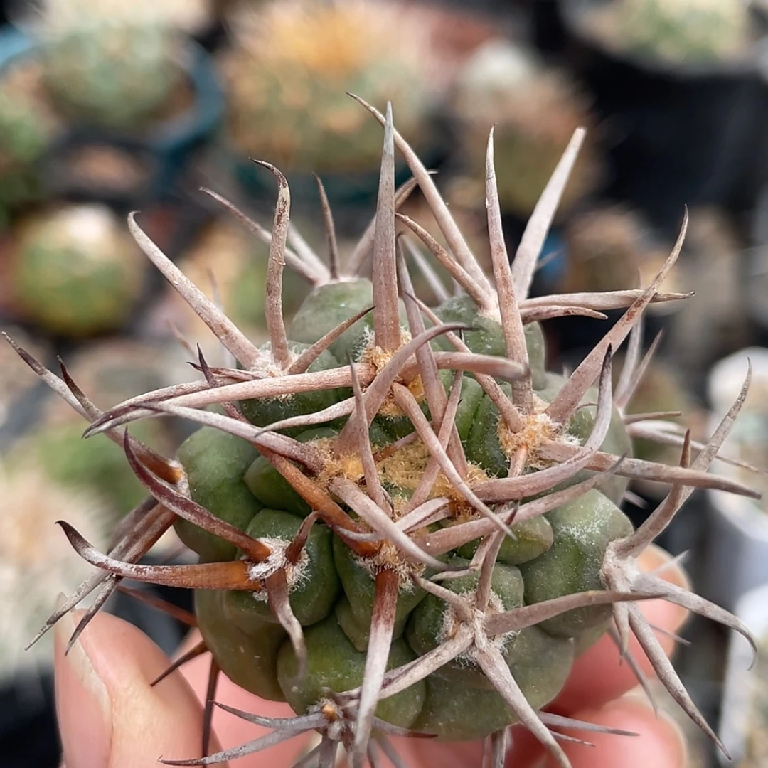 【闪购商品】守金摩天龙冒根芽6666