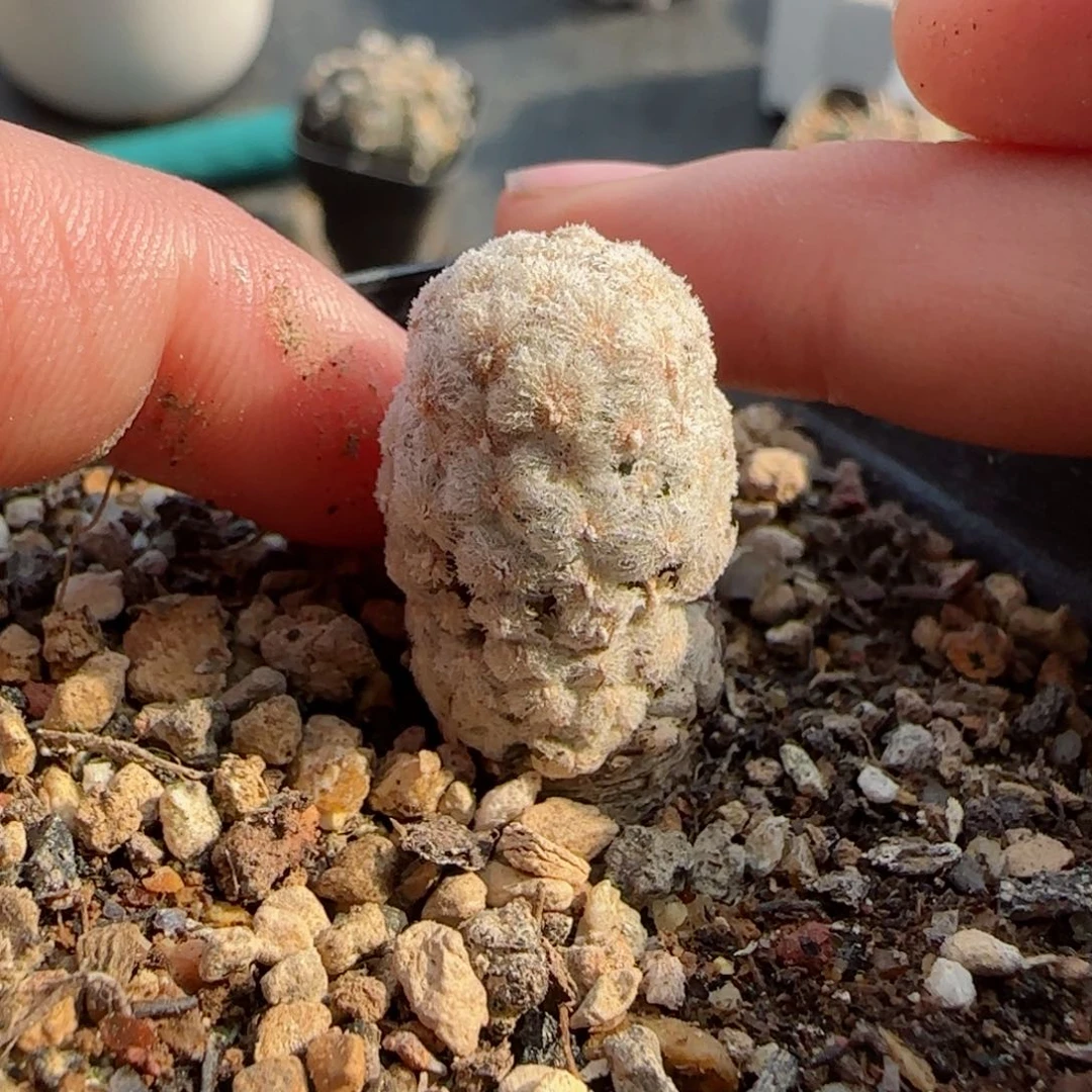 实生戴斯尤多肉000