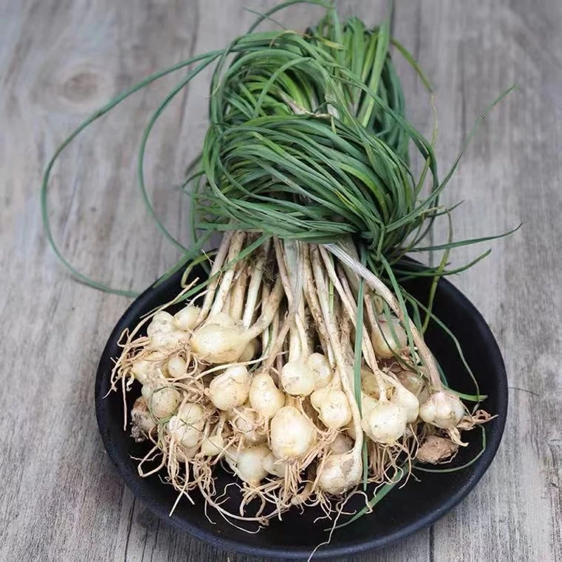 顺丰包邮—贵州高原深山野葱（苦蒜）现挖现发2斤