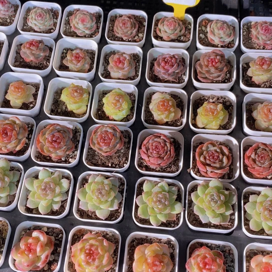 1118-57-开播福利精品糖心珍妮美肉六个