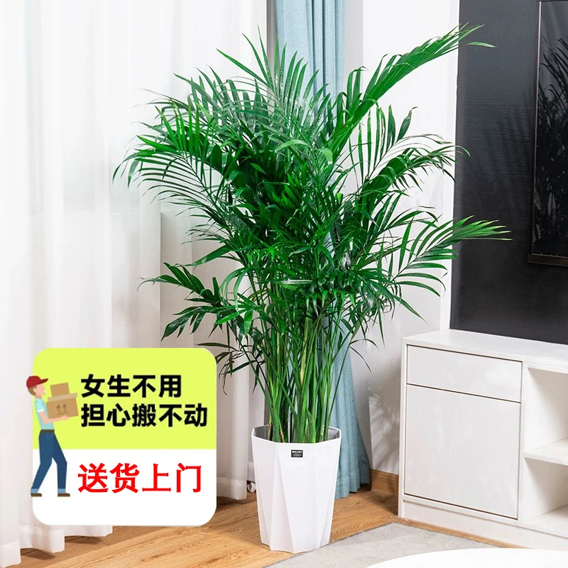 【顺丰上门】1.6-1.7米富贵椰子大型绿植室内客厅办公室好养活过冬