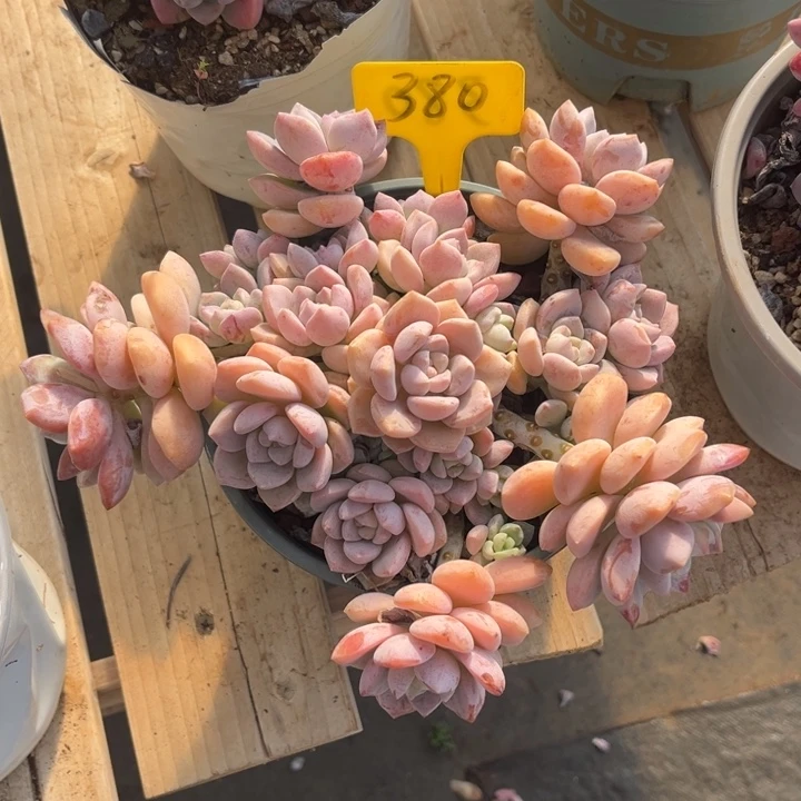 花***8露凝香多肉植物3 8 0