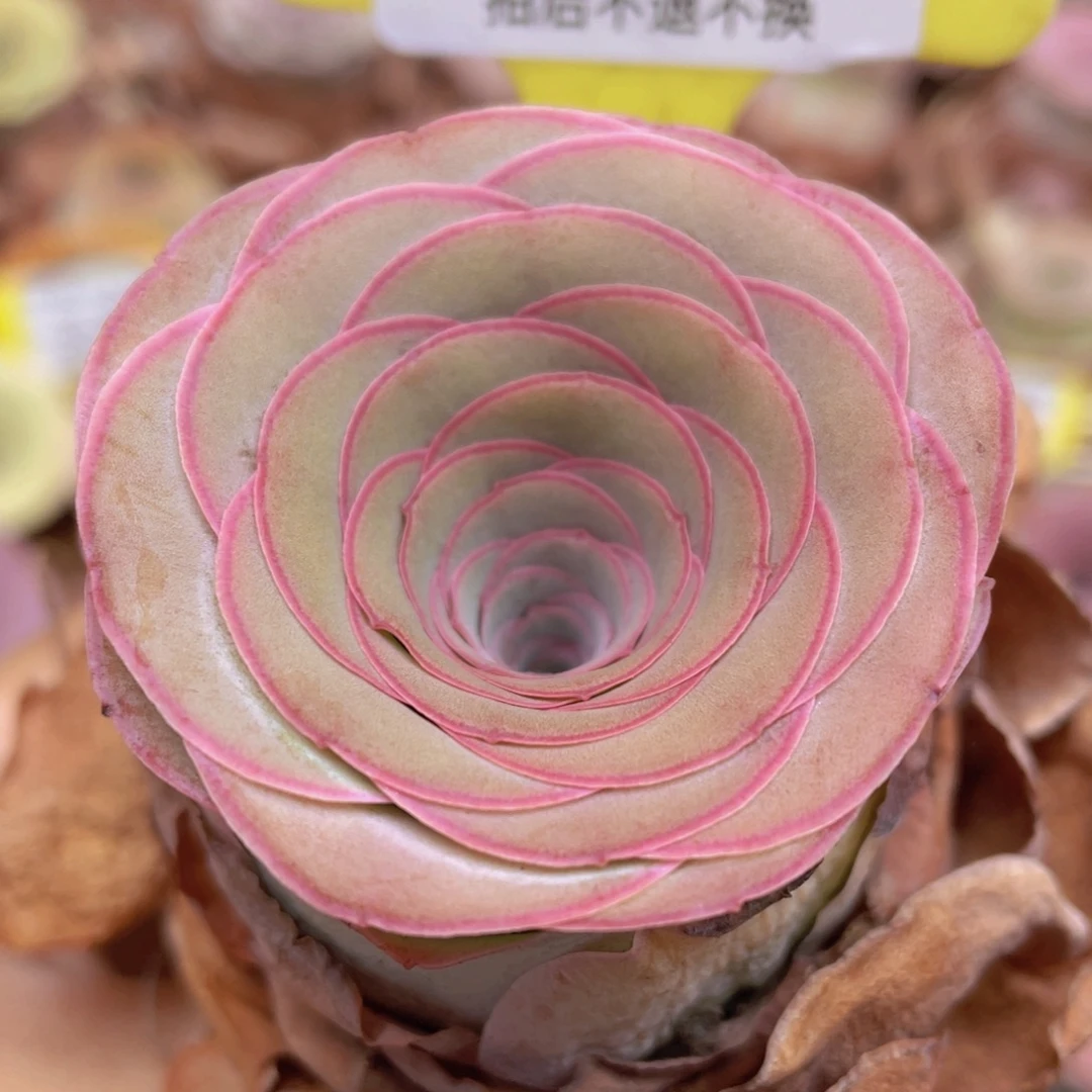 山地玫瑰Z266裸根发货不售后