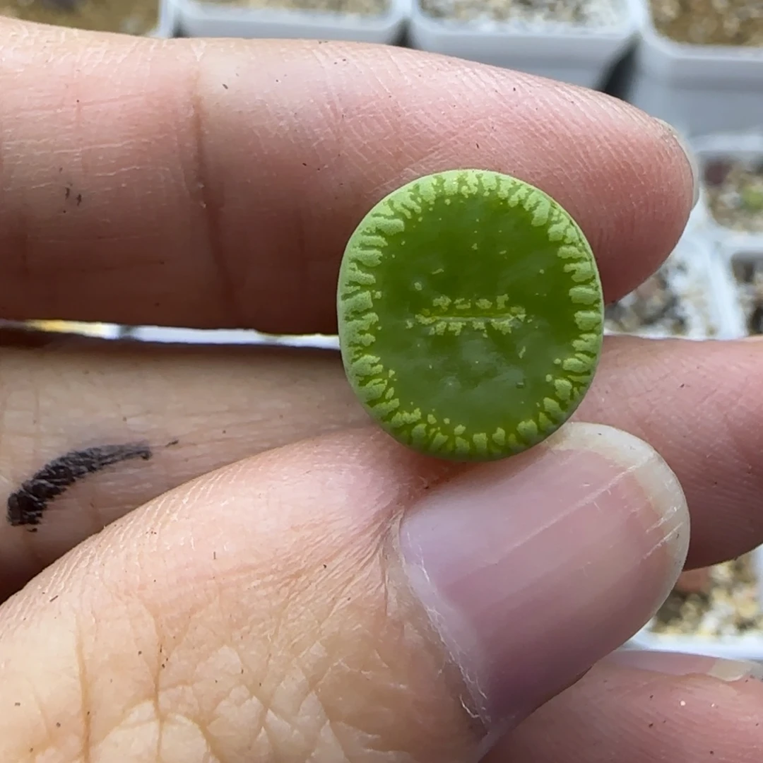 605二蜕清框福利30包邮