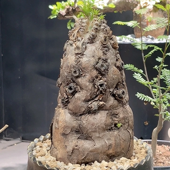 火山大戟已爆绿头558888