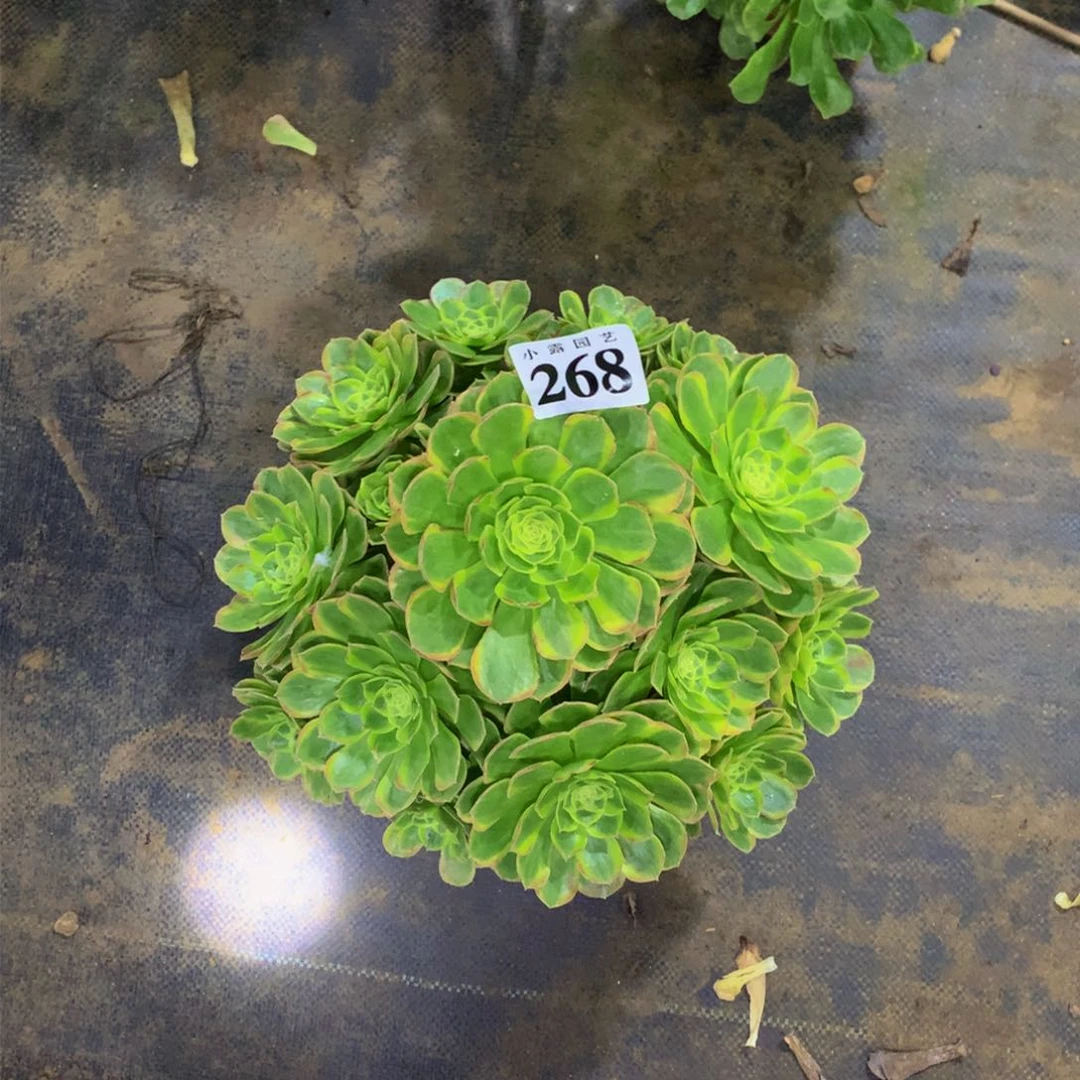 改*多肉植物268奶白8888888