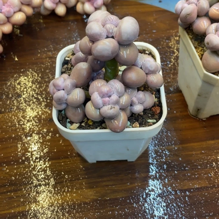 肯****贝多肉老桩漂亮漂亮