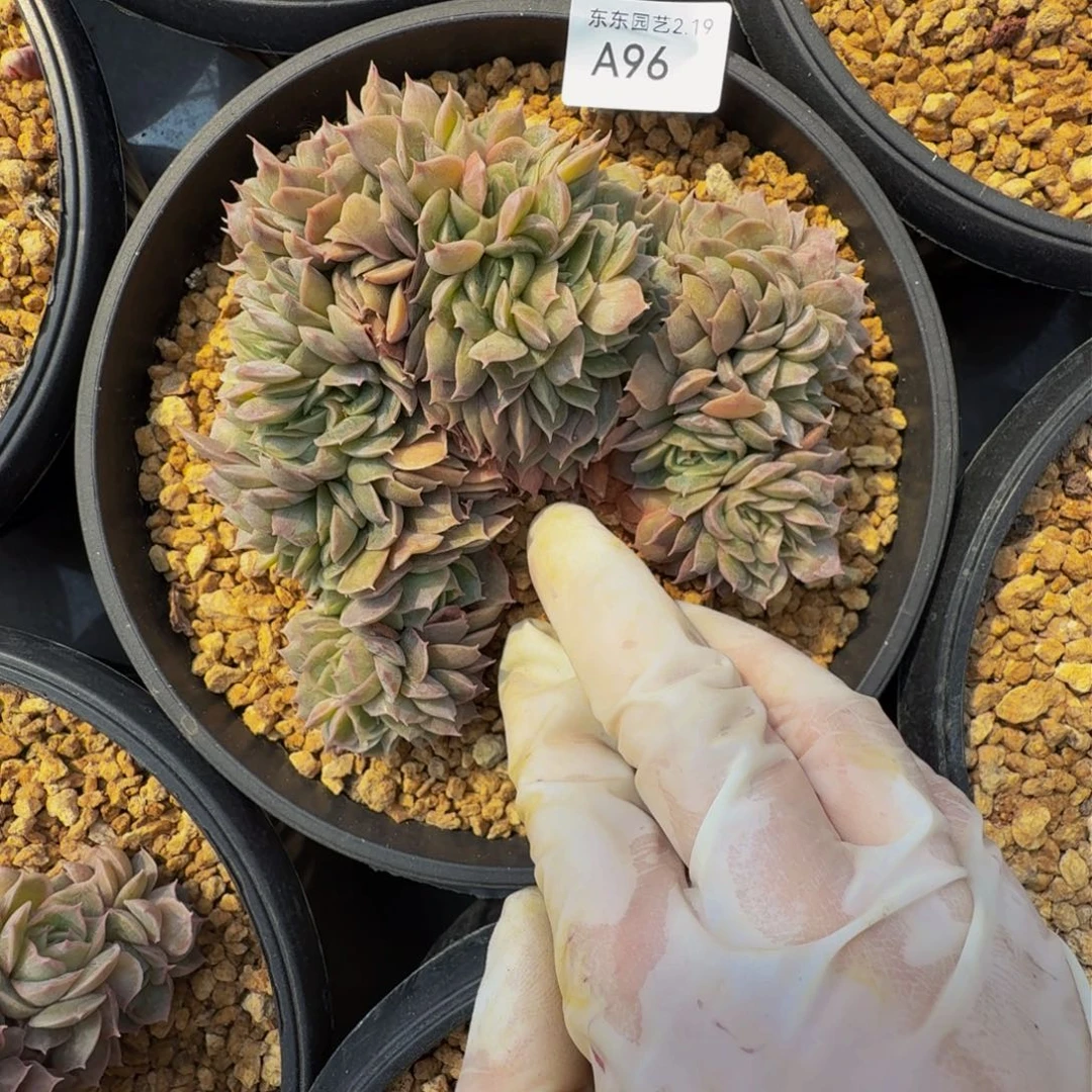 a a a a a a a a a 96