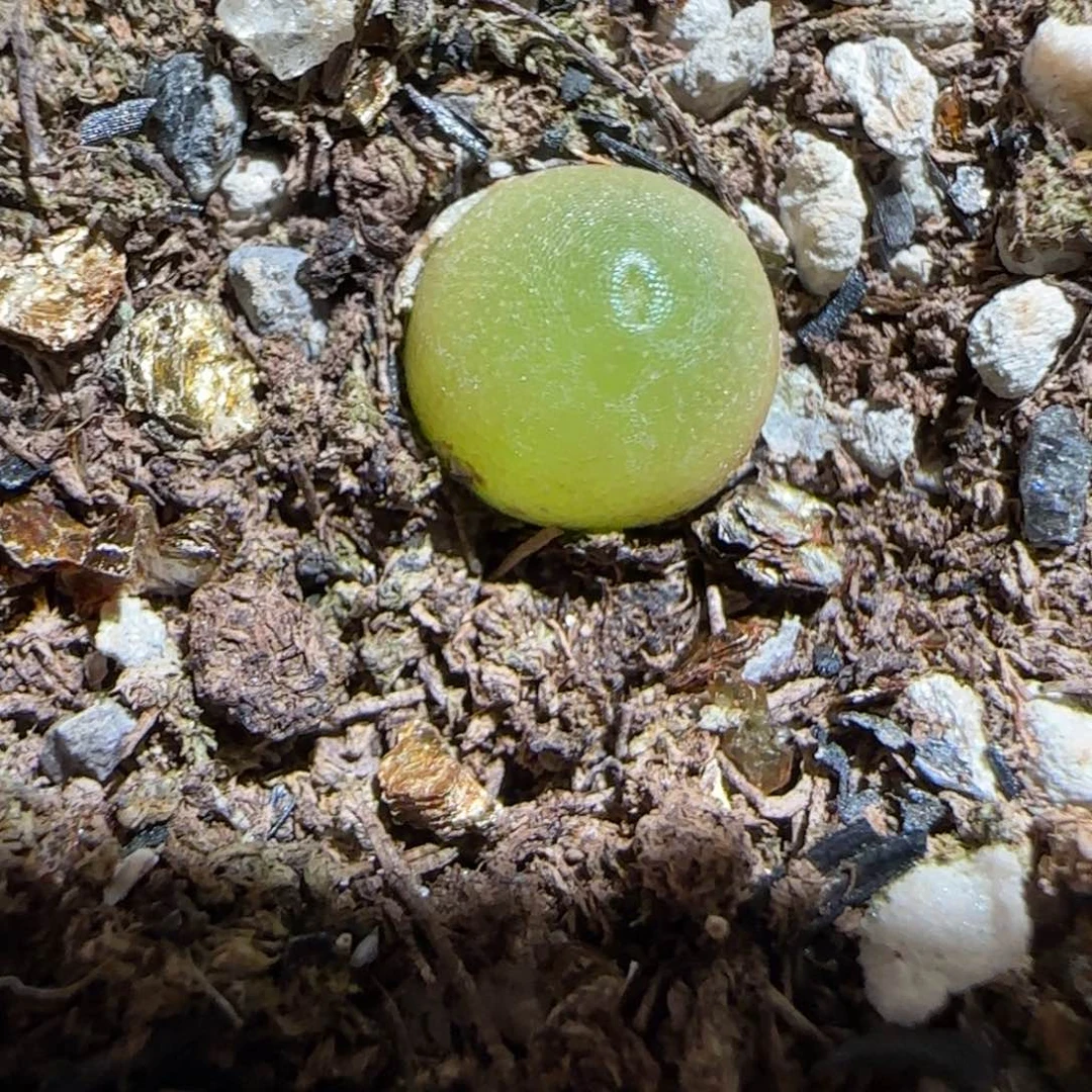肉锥多肉植物组合-哈默518