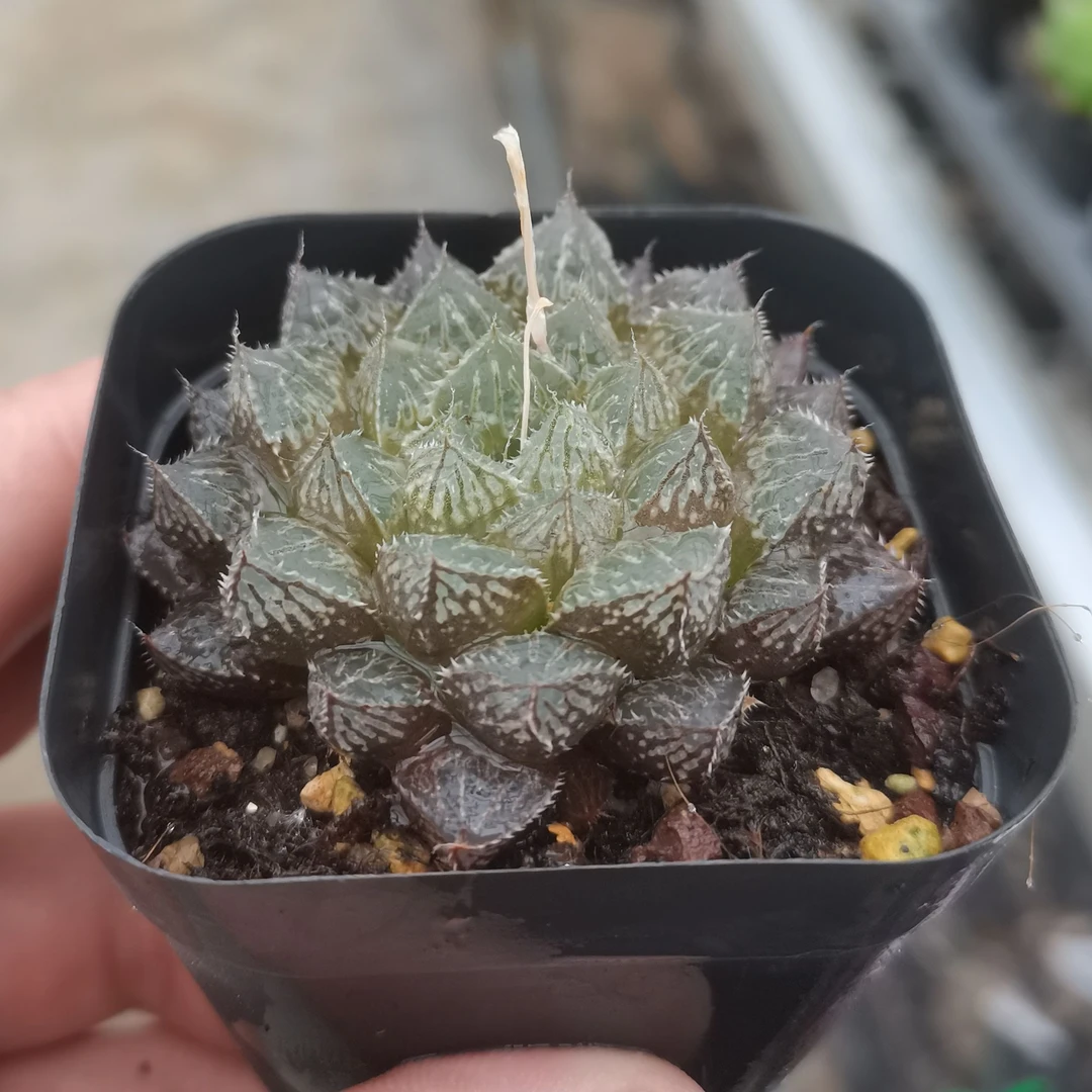 【3】十二卷类绿植多肉盆栽小叶楼兰冠幅5-6公分左右带盆带土发货