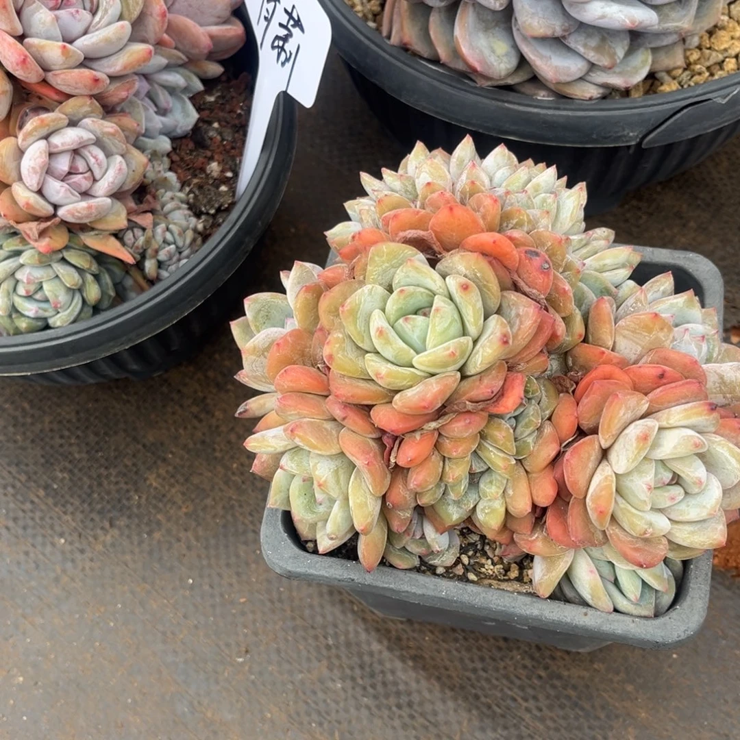 青***莉青莉姐的星颖缀化一物一拍