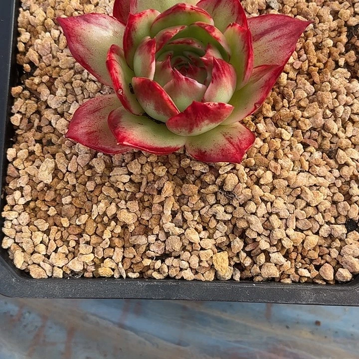 健***赢惊鸿仙子多肉植物68