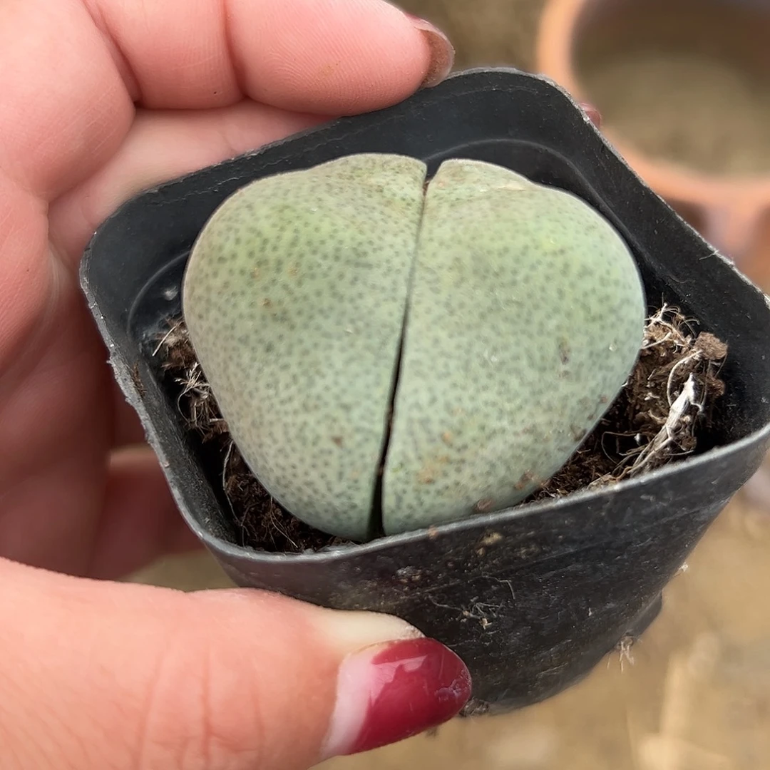 多肉植物福利元宝