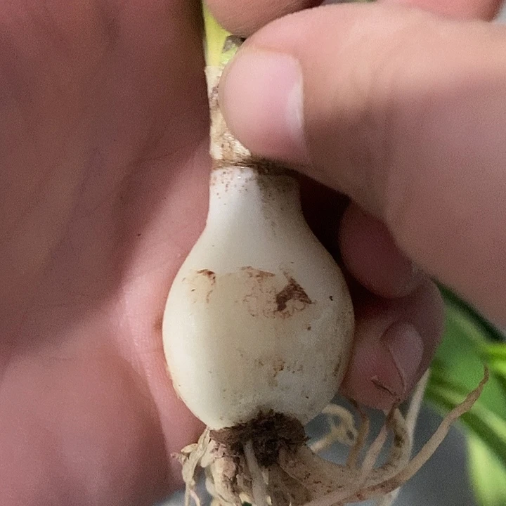 白肋布吉岛2厘米朱顶红