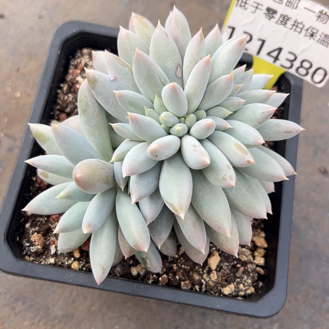 1214380 焦糖体哥特缀