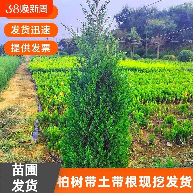 四季常青塔柏树苗蜀桧苗墓地松清明松 绿化苗 清明节扫墓塔柏盆栽