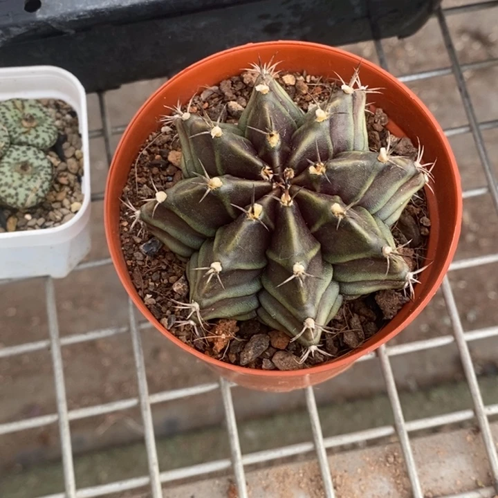 伯克利和格蕾纳等著名的