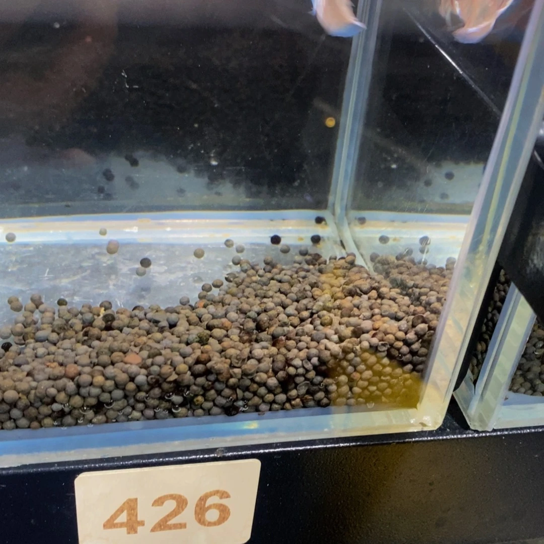 *****斗鱼426巨斗111111