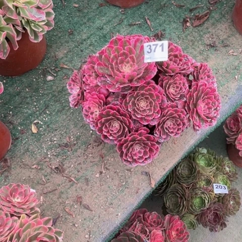 【***】371铜壶锦朵朵多肉