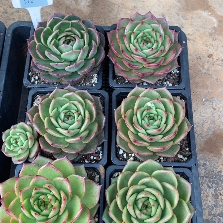 D272- 直播福利 六颗