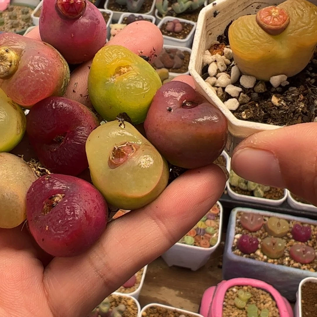 771多肉植物组合