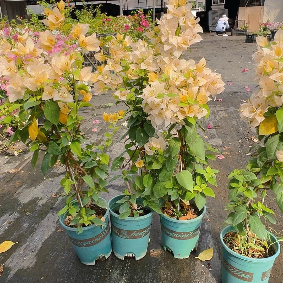 大部分花苞少量开放苏瓦娜带竹一颗