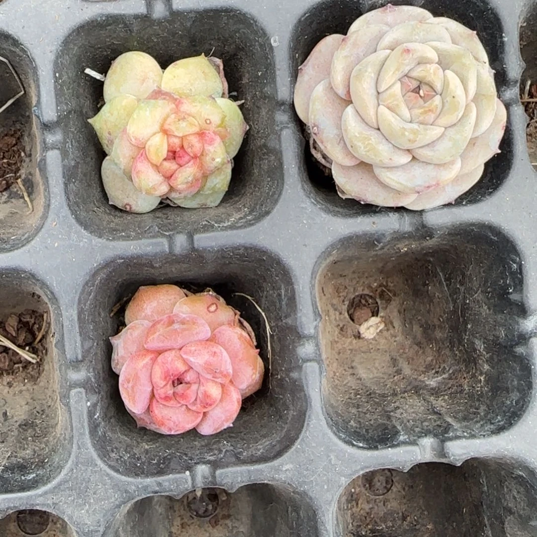 多肉小卡拉米糖心一物一拍