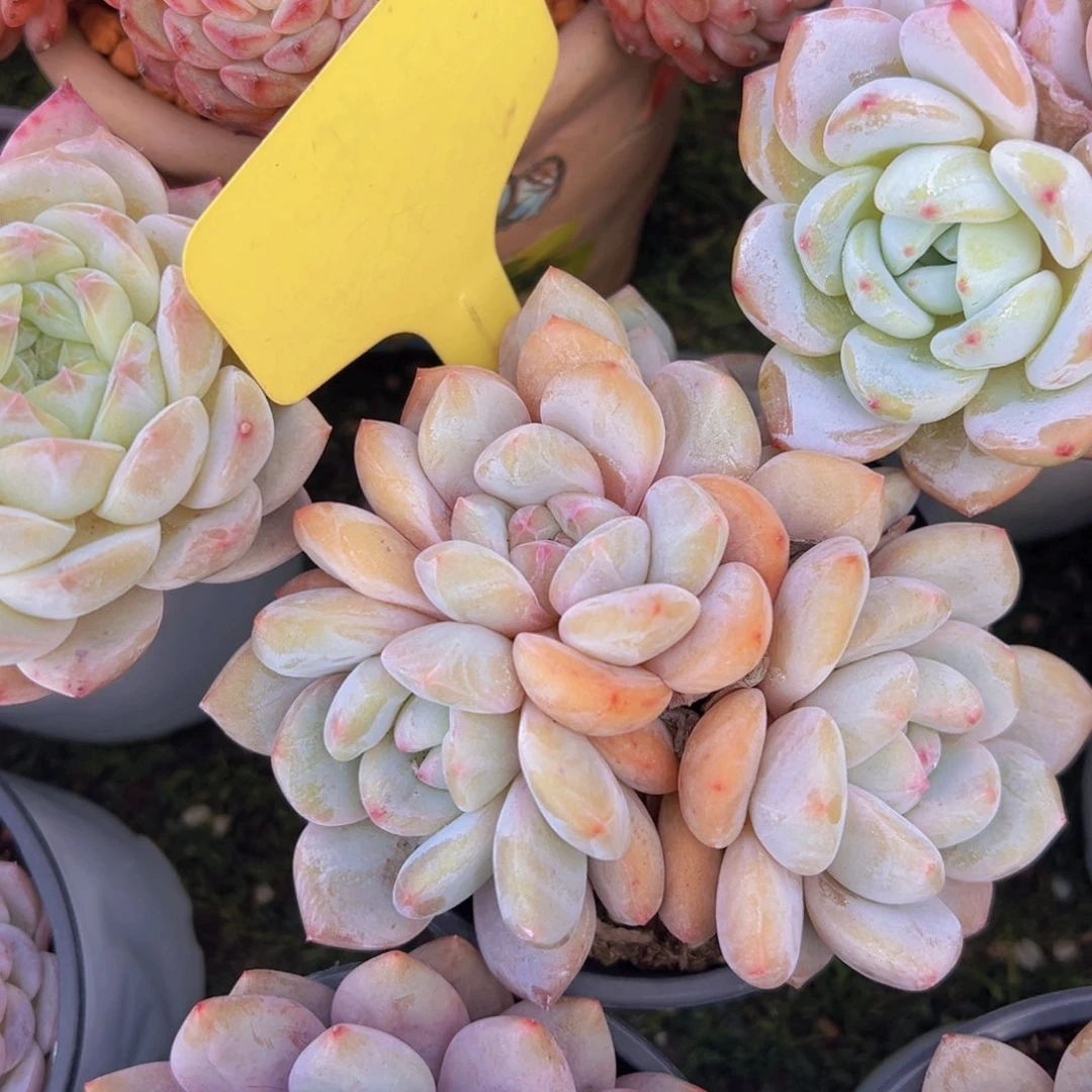 香玉的故事是一个人的故事