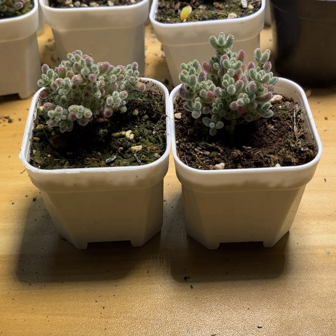 昕实生冰晶枝干番杏