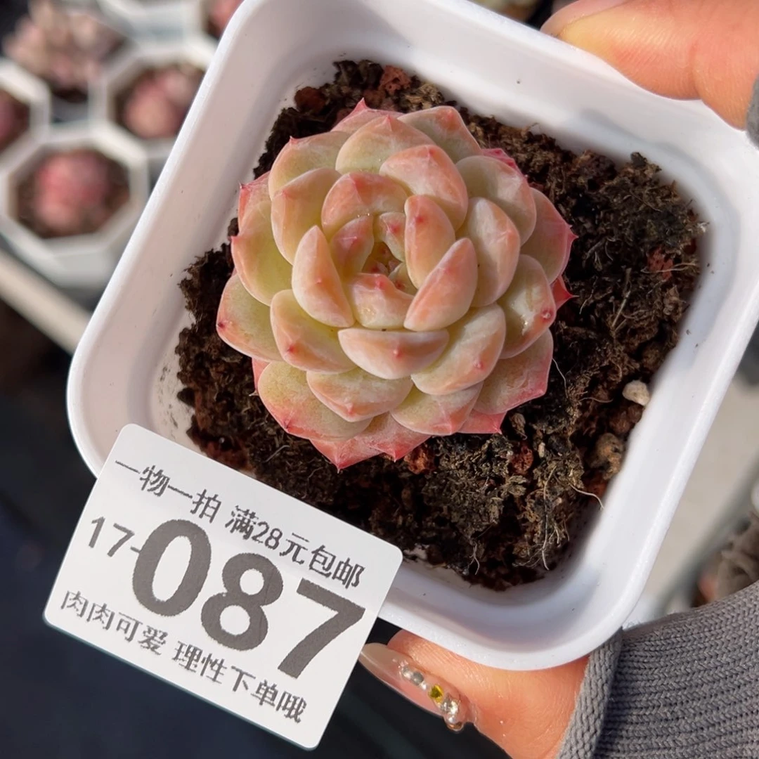 冰魄多肉多肉多肉多肉