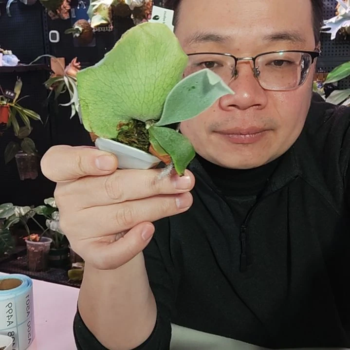 雪月鹿角蕨孢子苗496