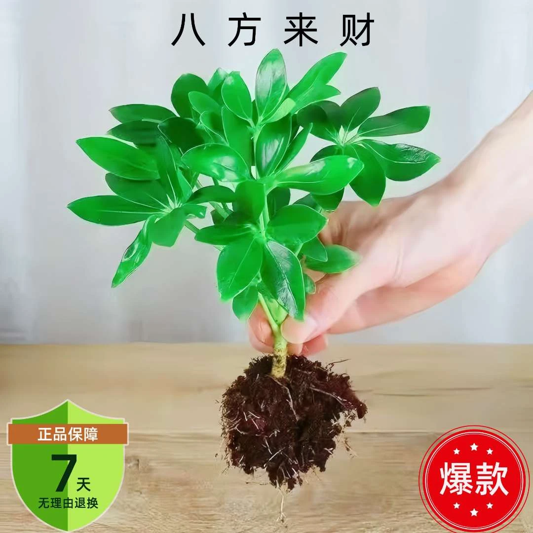 精选八方来财小盆栽招财树鲜活室内好养花卉发财水培阳台客厅植株