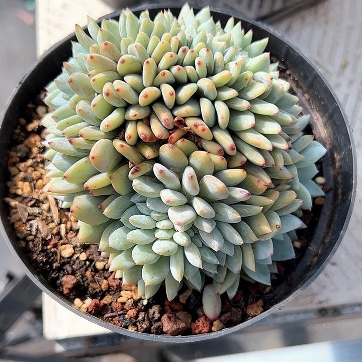 【闪购商品】星影缀
