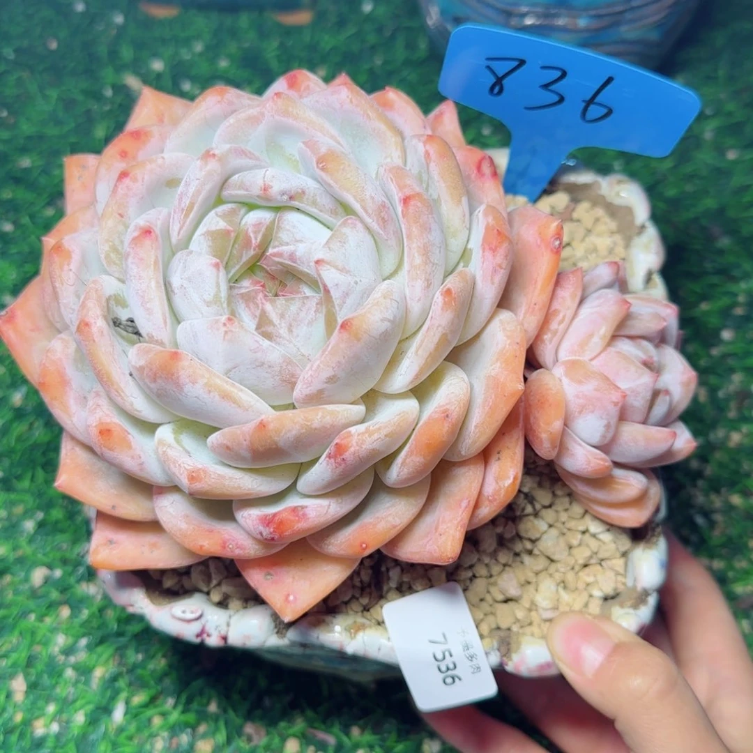 海洋之星飘枝，7536多肉植物