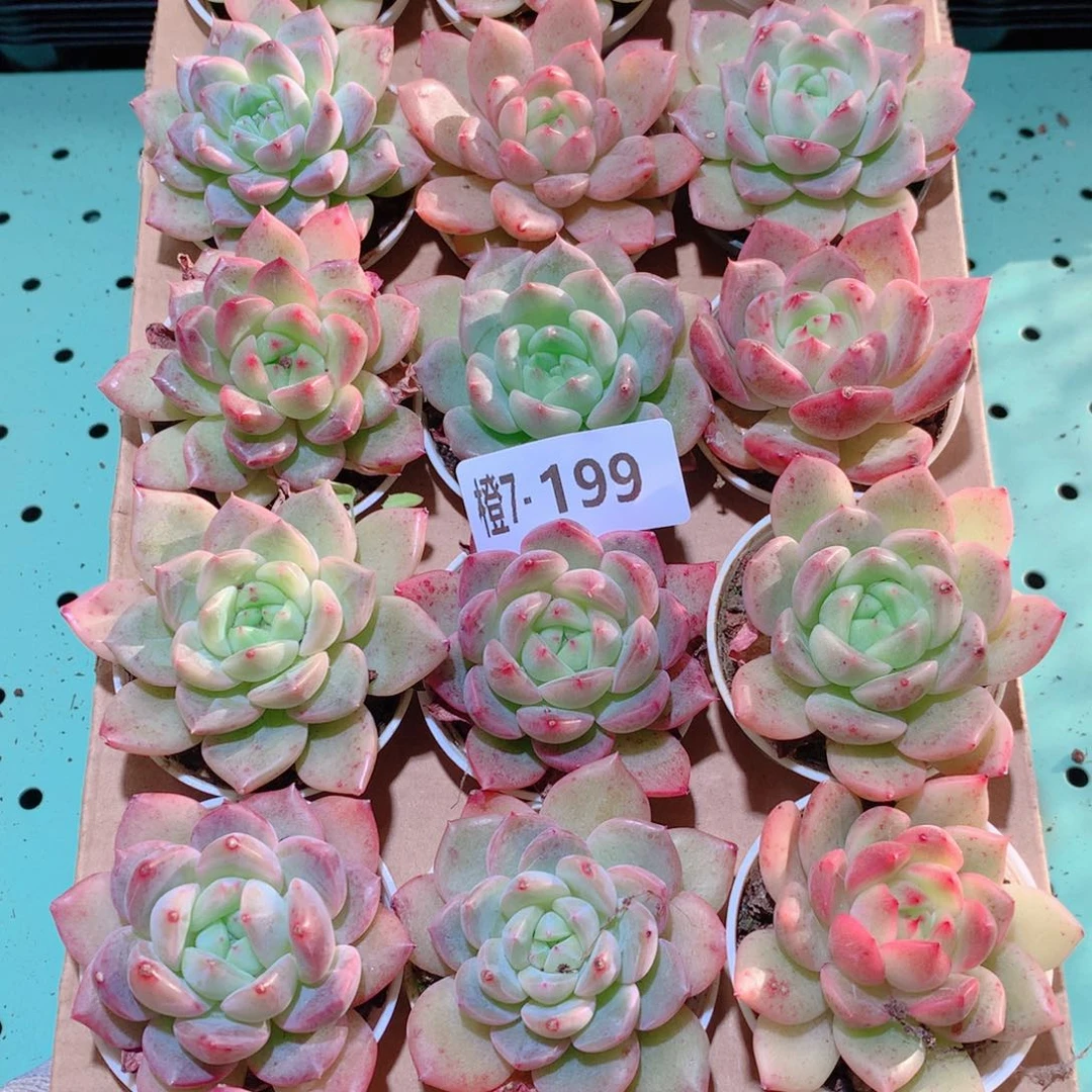 7-199一物一拍多肉带盆18颗