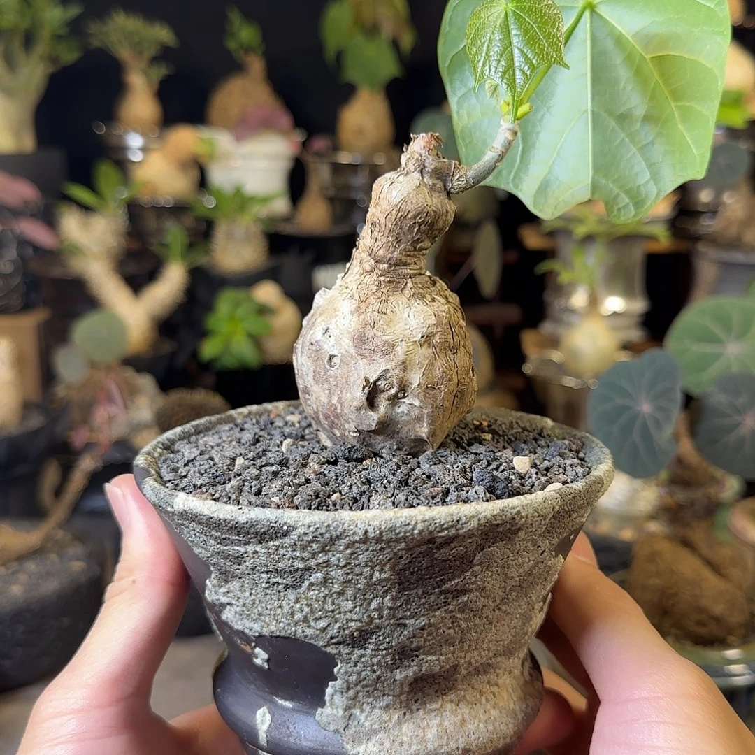 一物一拍泰国火桐28