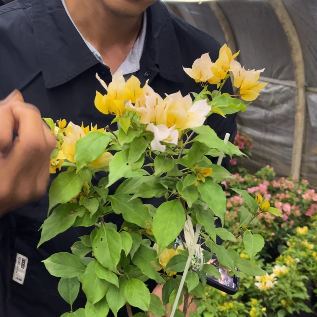 完全开放（月朦胧）三角梅会落花落叶会光杆苗有大有小