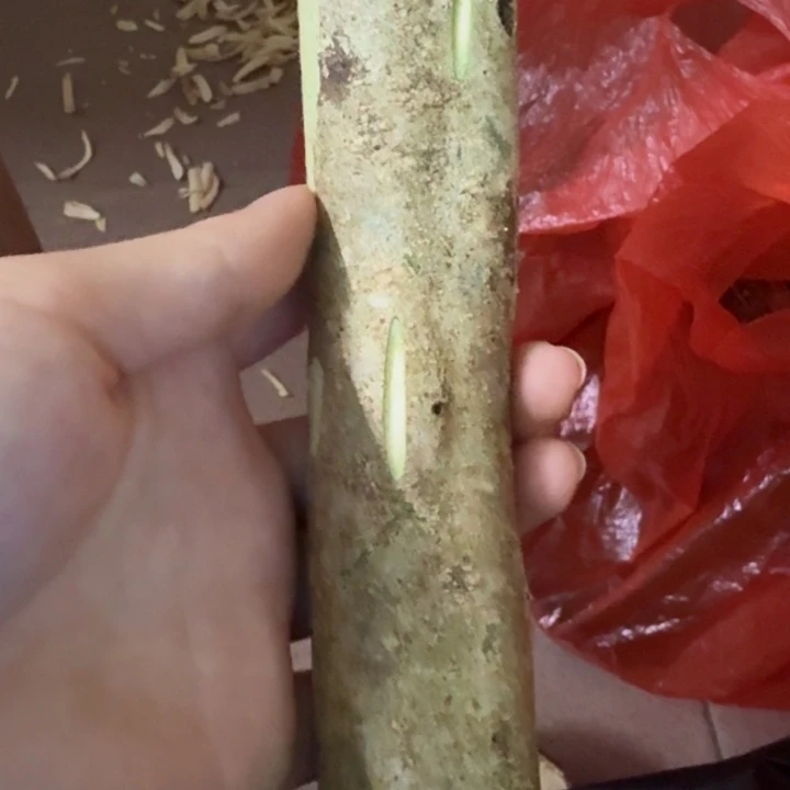 老***农香榧木白木香瓜子胚原材料3个